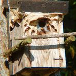 Hornissennest im Vogelkasten