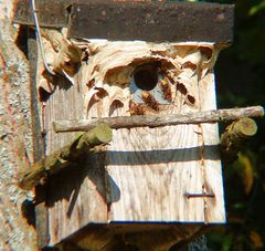 Hornissennest im Vogelkasten