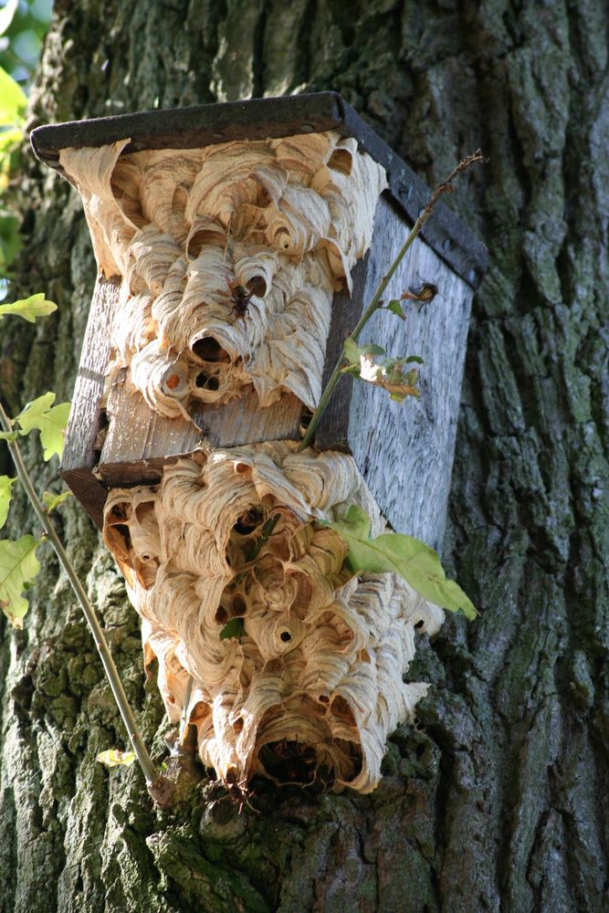 Hornissen"nest" im Vogelkasten von Otti I.