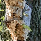 Hornissen"nest" im Vogelkasten