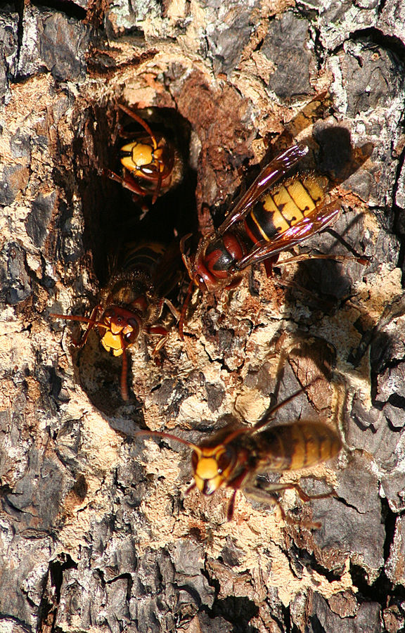 Hornissennest (Vespa crabro)