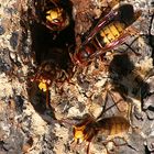 Hornissennest (Vespa crabro)