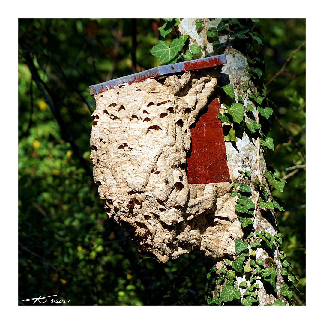 Hornissennest2_170910 Foto & Bild tiere, wildlife, insekten Bilder