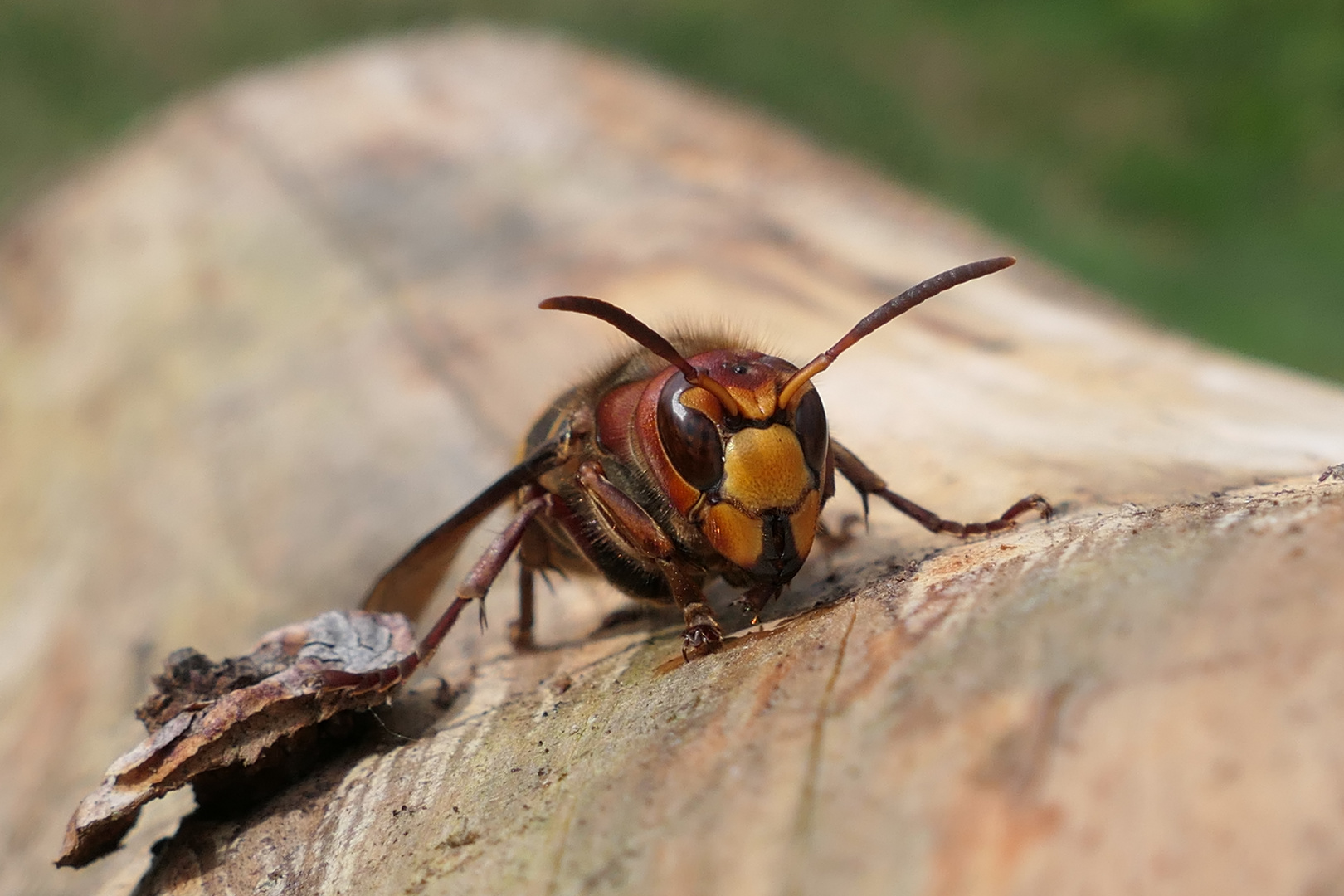 Hornissenportrait