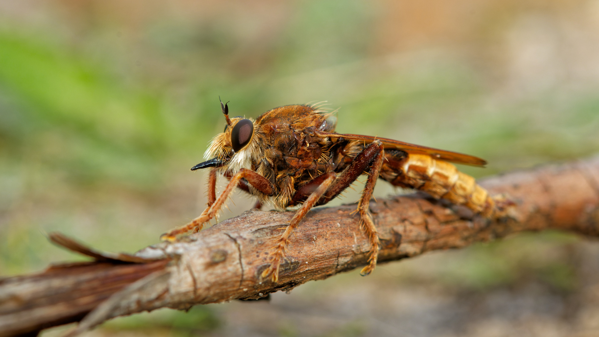 Hornissenraubfliege Männchen 