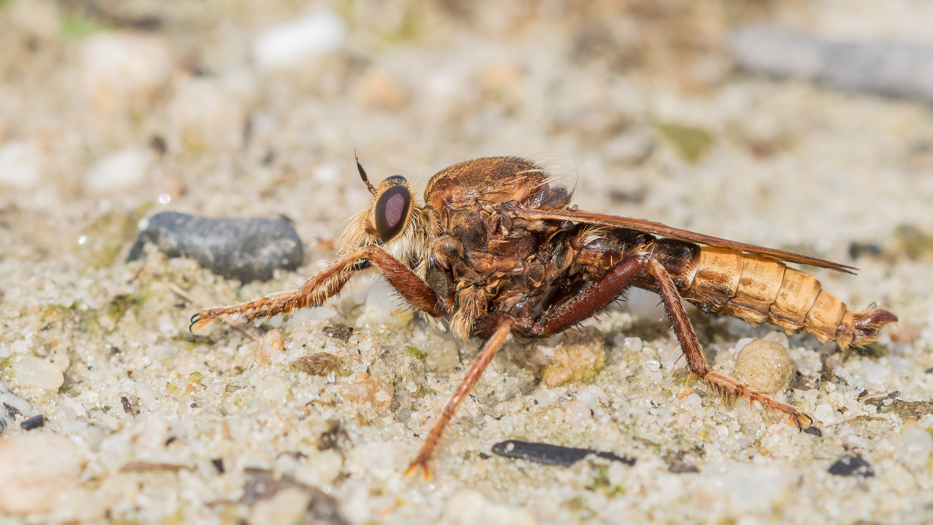 Hornissenraubfliege Männchen