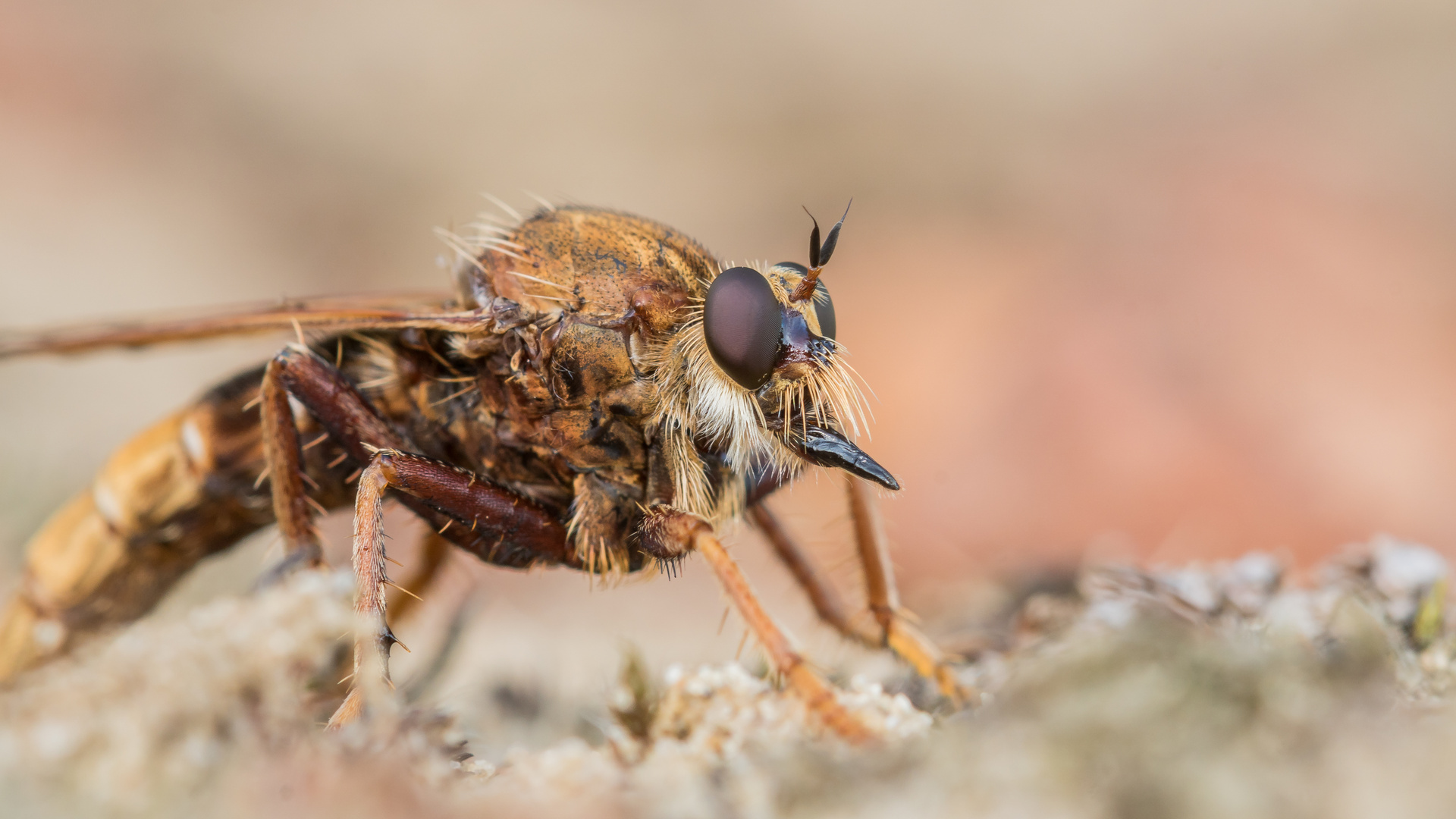 Hornissenraubfliege Weibchen