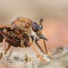 Hornissenraubfliege Weibchen