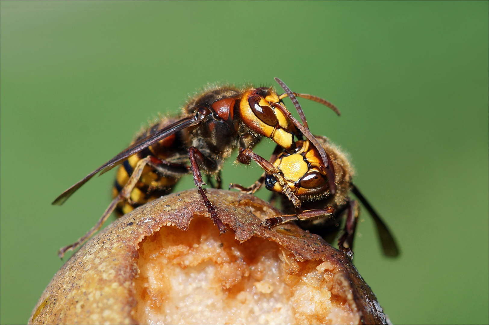 Hornissenrauferei - Vespa crabro