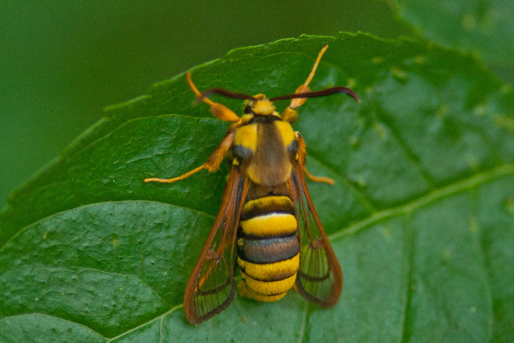 Hornissenschwärmer