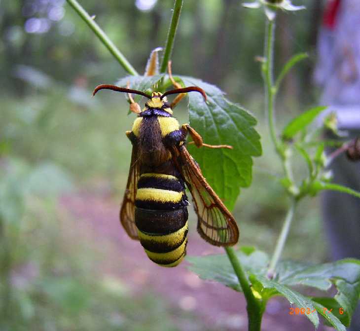 Hornissenschwärmer