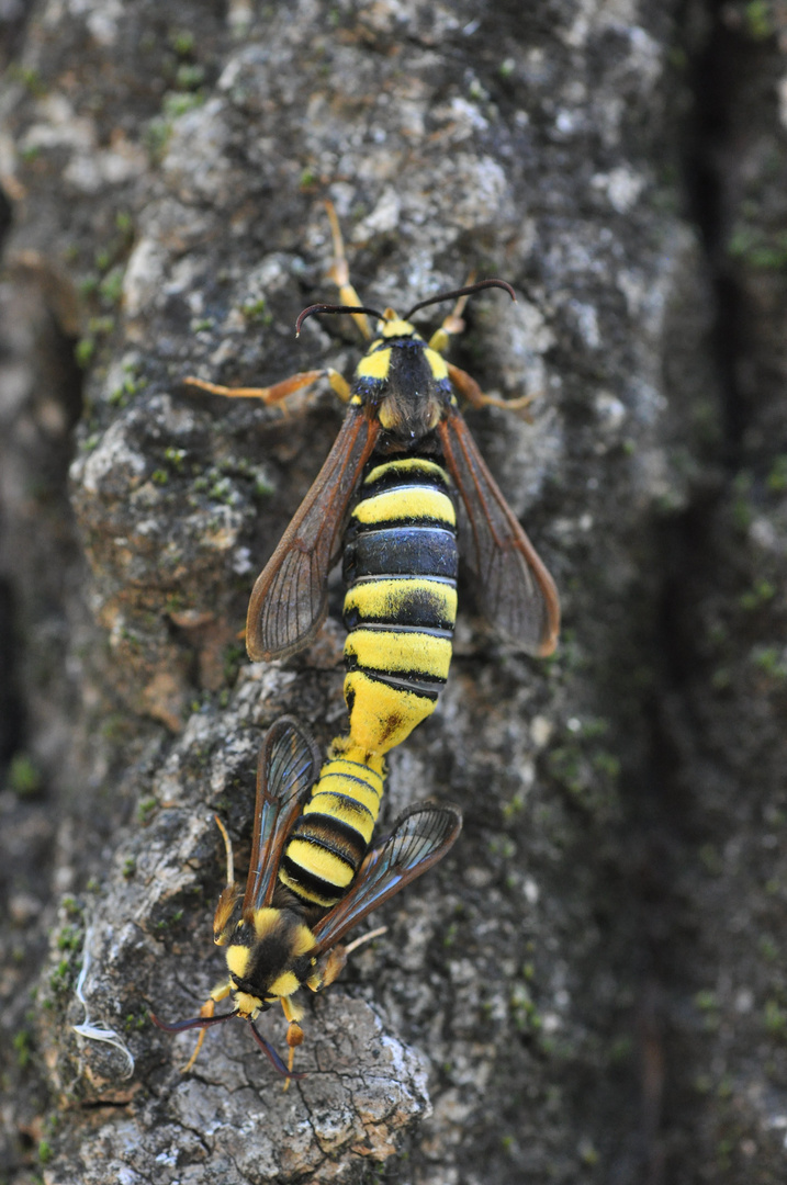 Hornissenschwärmer (Sesia apiformis).