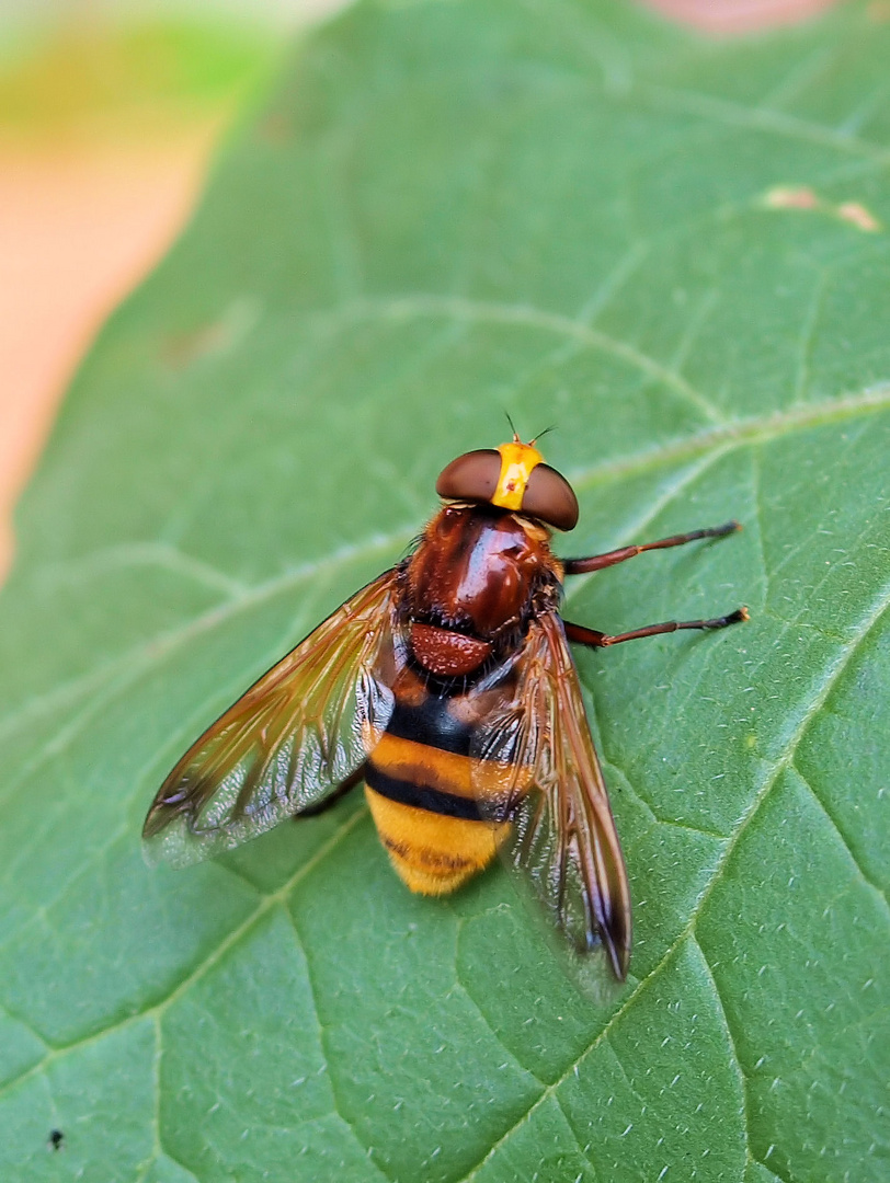 Hornissenschwebefliege