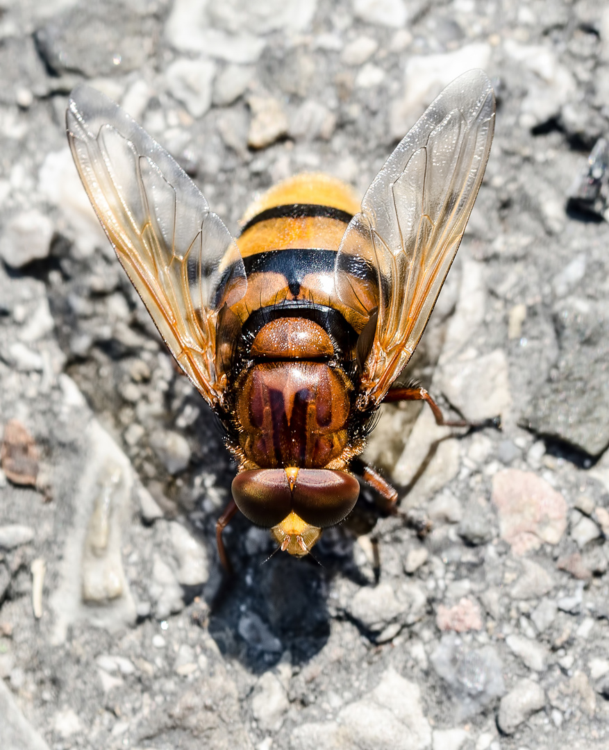 Hornissenschwebefliege