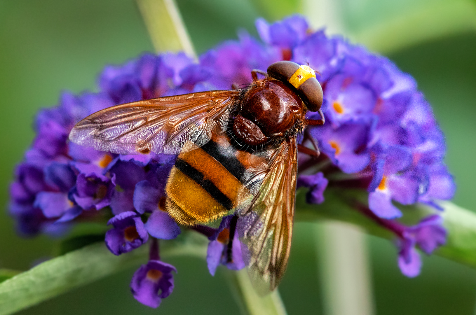 Hornissenschwebefliege auf Sommerflieder 001a