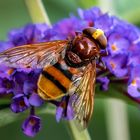 Hornissenschwebefliege auf Sommerflieder 001a