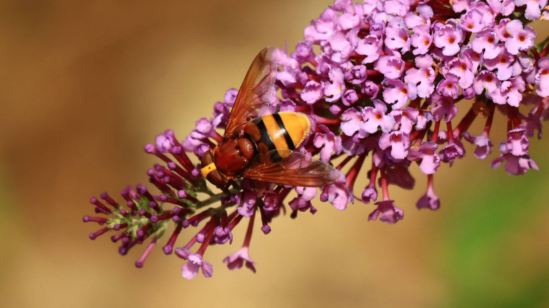 Hornissenschwebefliege