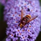 Hornissenschwebefliege (Volucella zonaria)