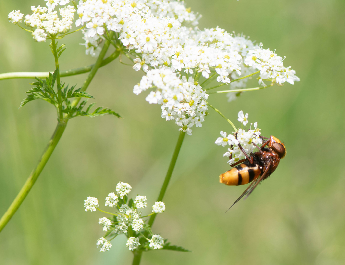 Hornissenschwebefliege  (Volucella zonaria)