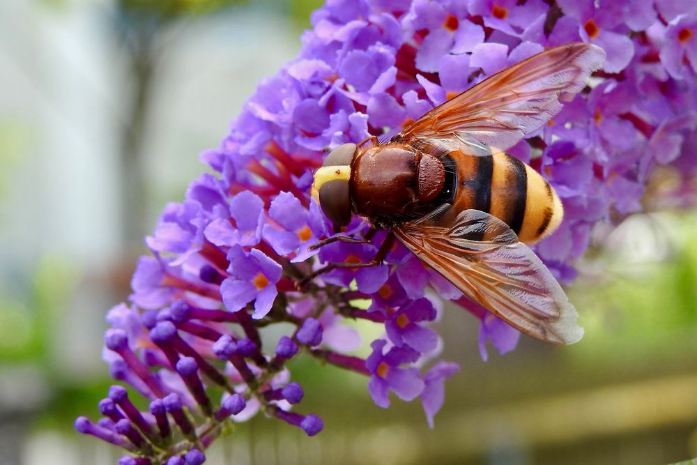 Hornissenschwebfliege