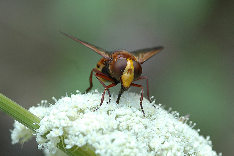 Hornissenschwebfliege 01