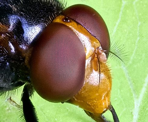 Hornissenschwebfliege