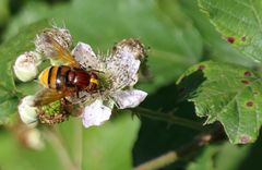 Hornissenschwebfliege