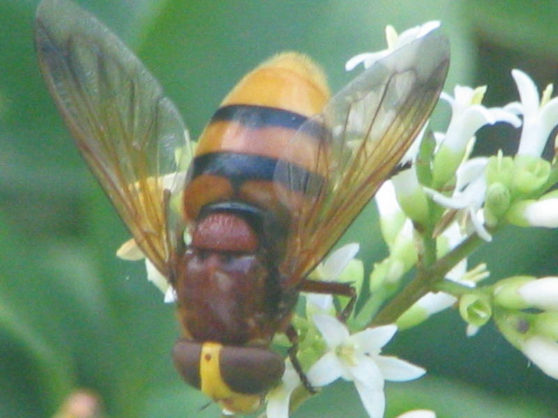 Hornissenschwebfliege 2006