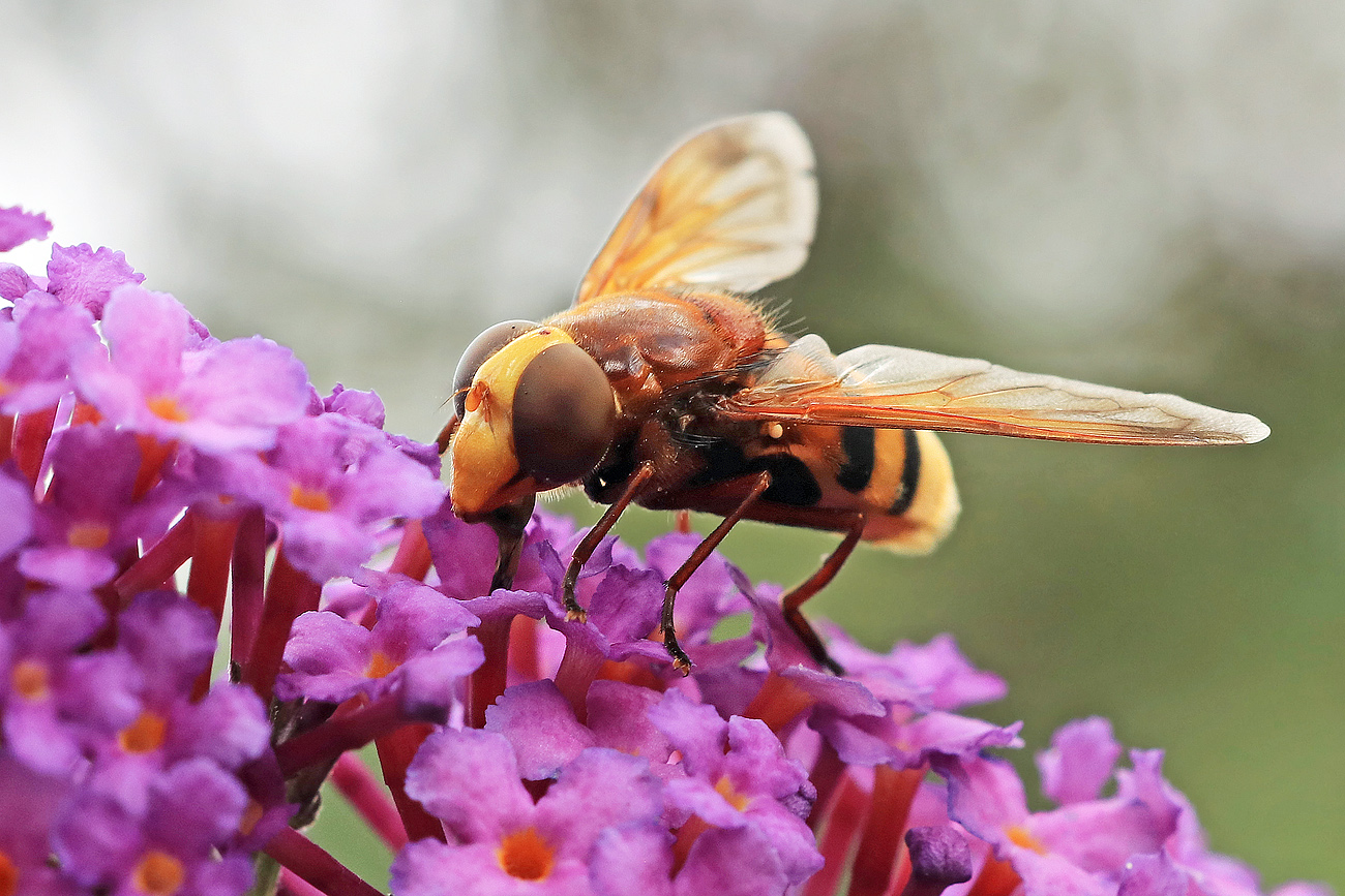 Hornissenschwebfliege