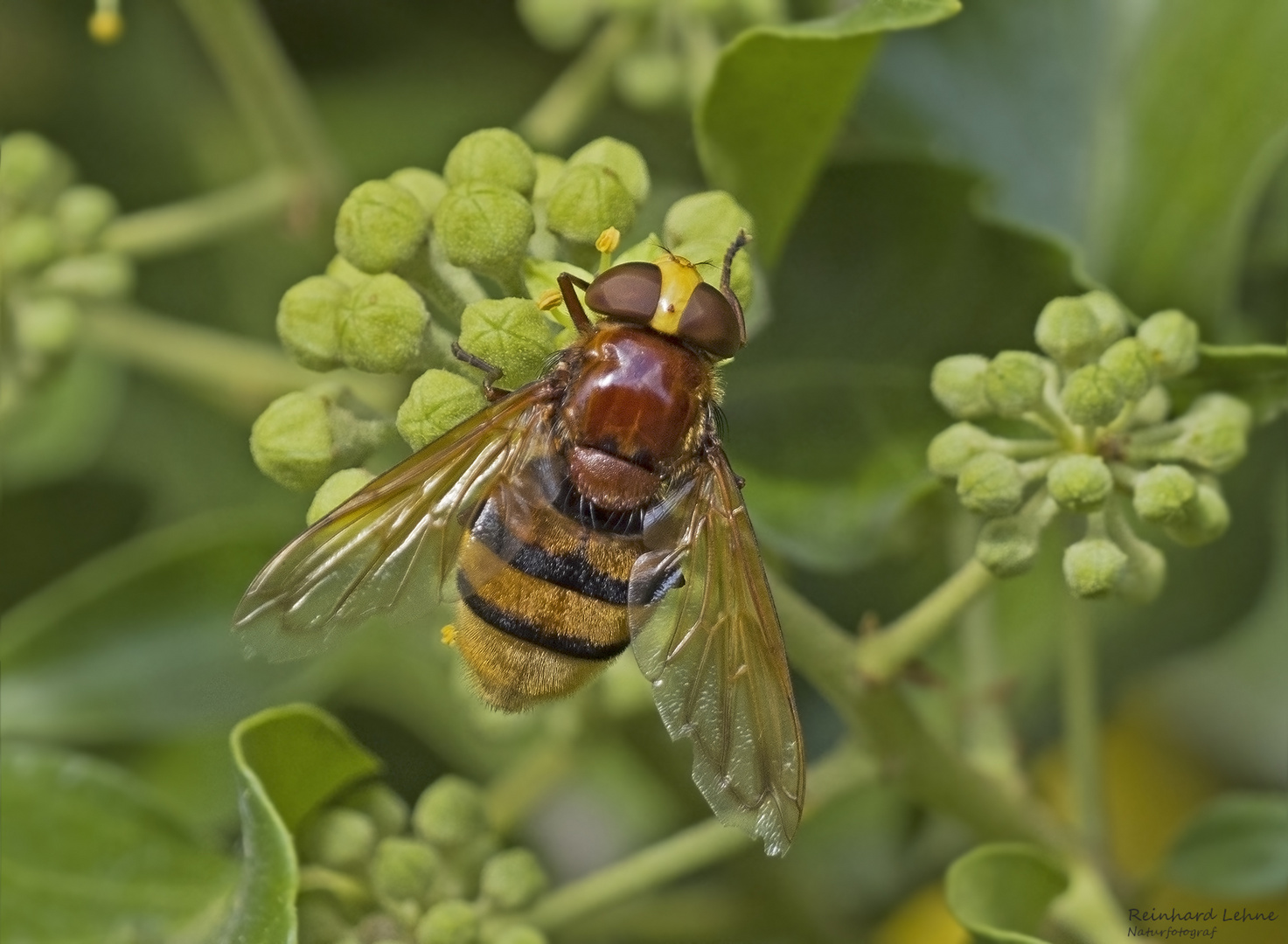  Hornissenschwebfliege