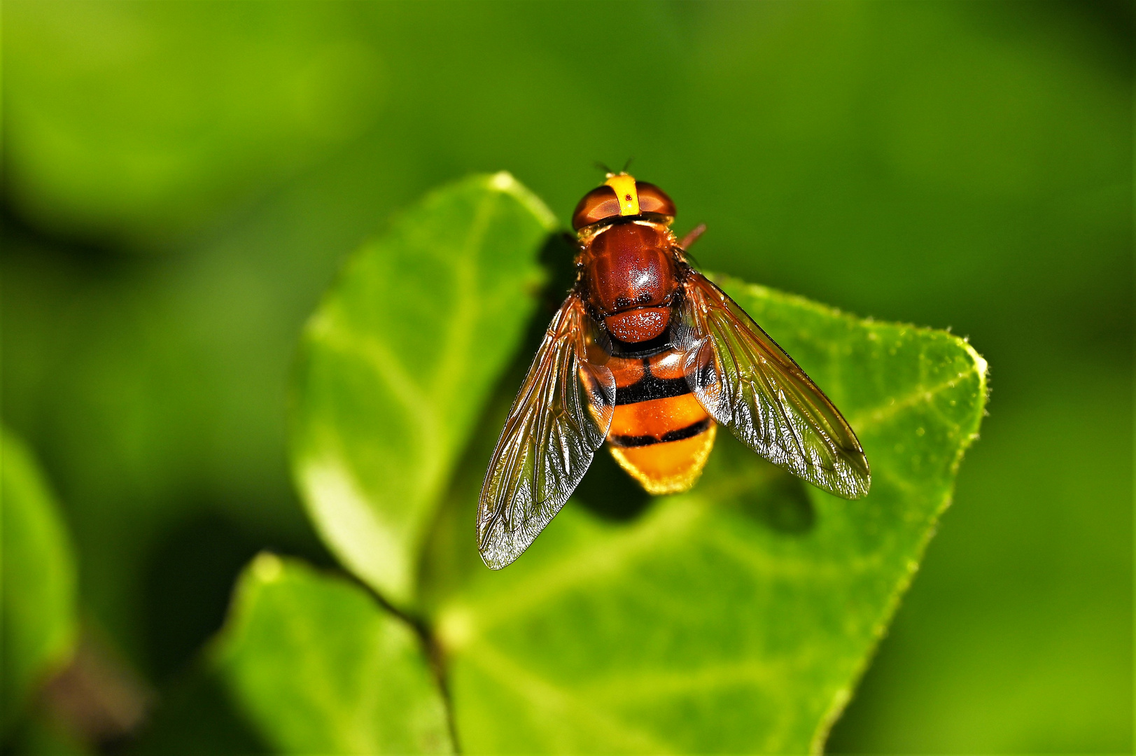 Hornissenschwebfliege