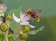   Hornissenschwebfliege