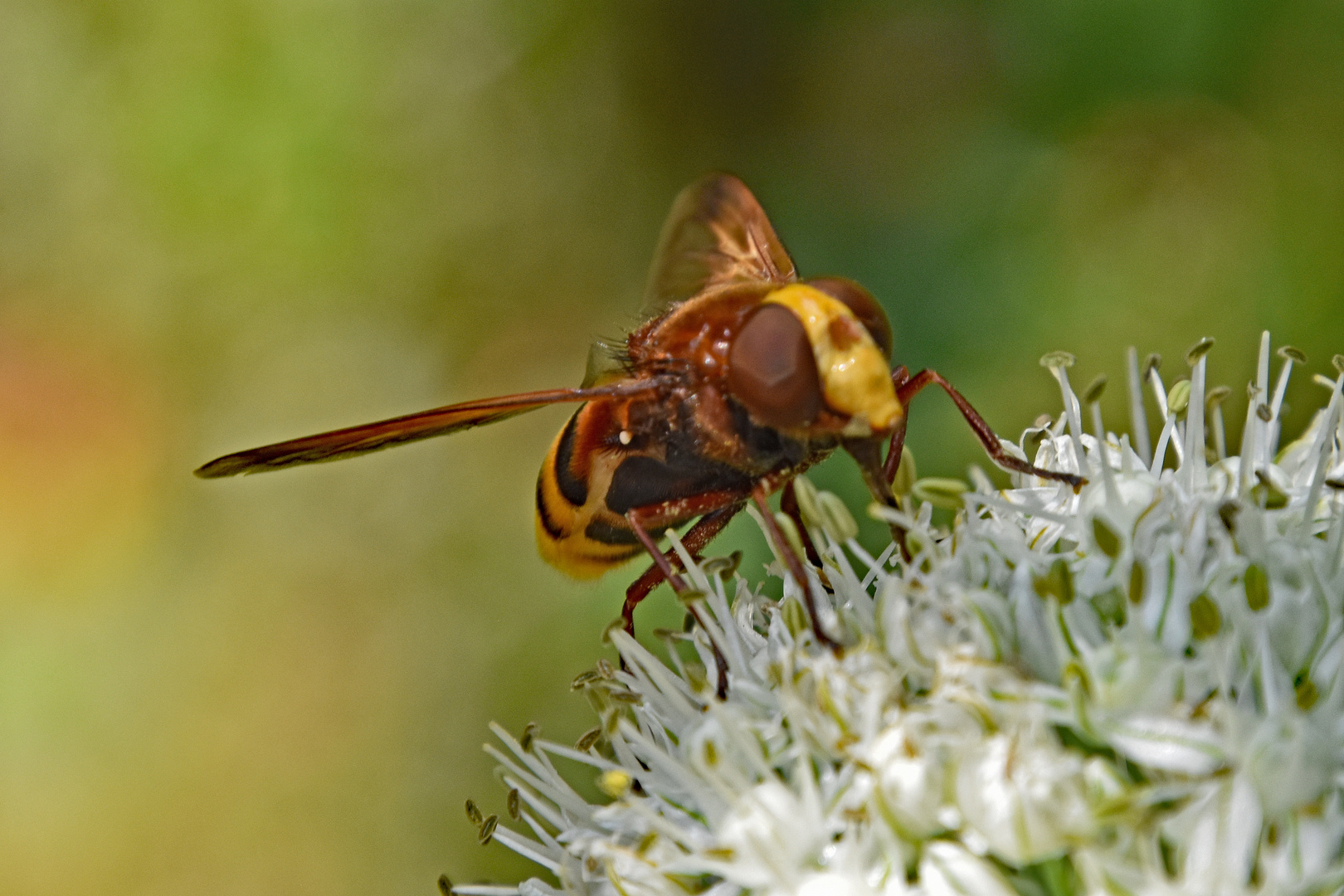 Hornissenschwebfliege