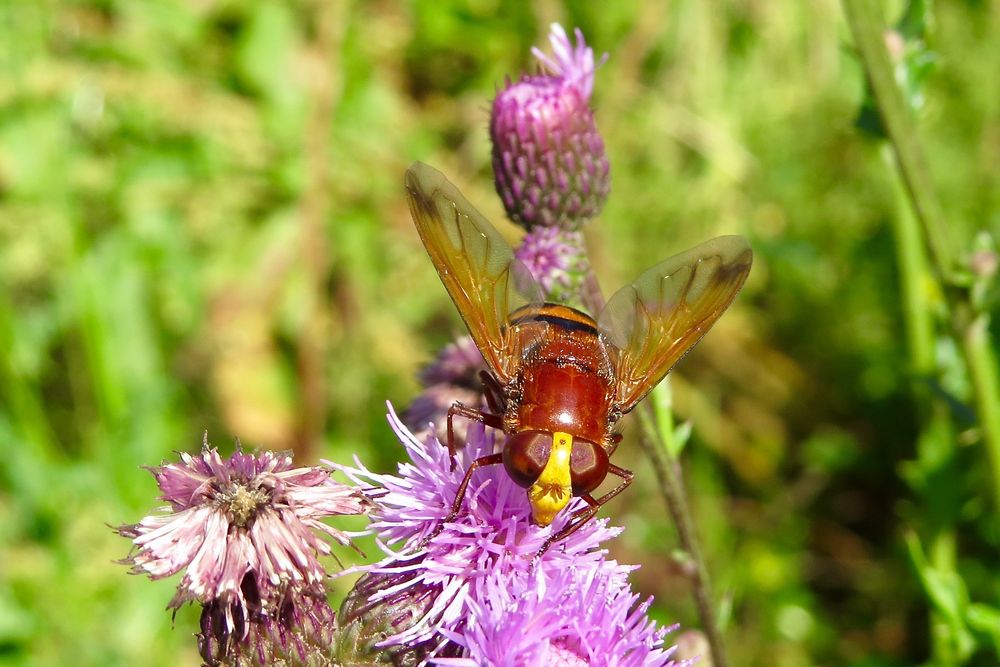 Hornissenschwebfliege