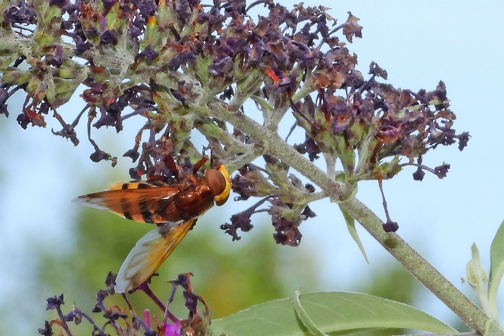 Hornissenschwebfliege 