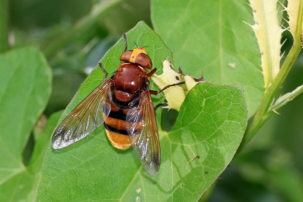 Hornissenschwebfliege 