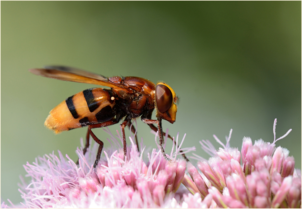 Hornissenschwebfliege