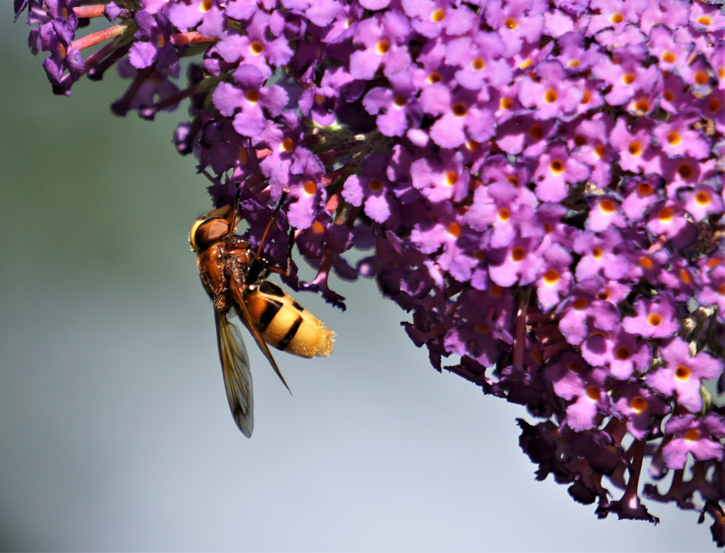 Hornissenschwebfliege