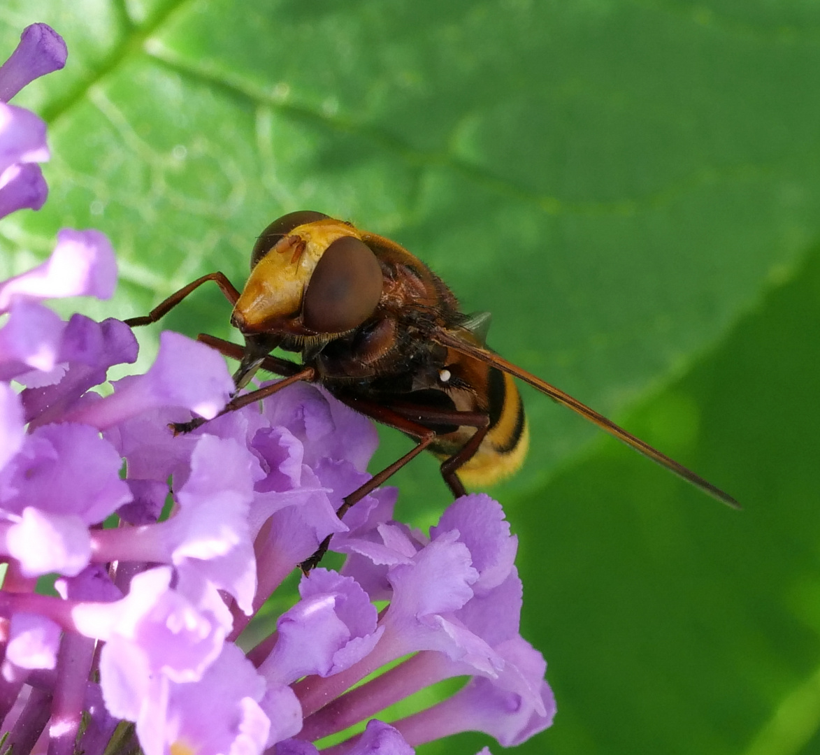 Hornissenschwebfliege