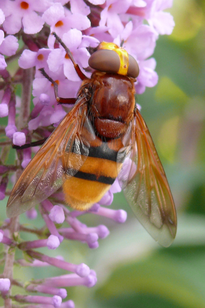 Hornissenschwebfliege