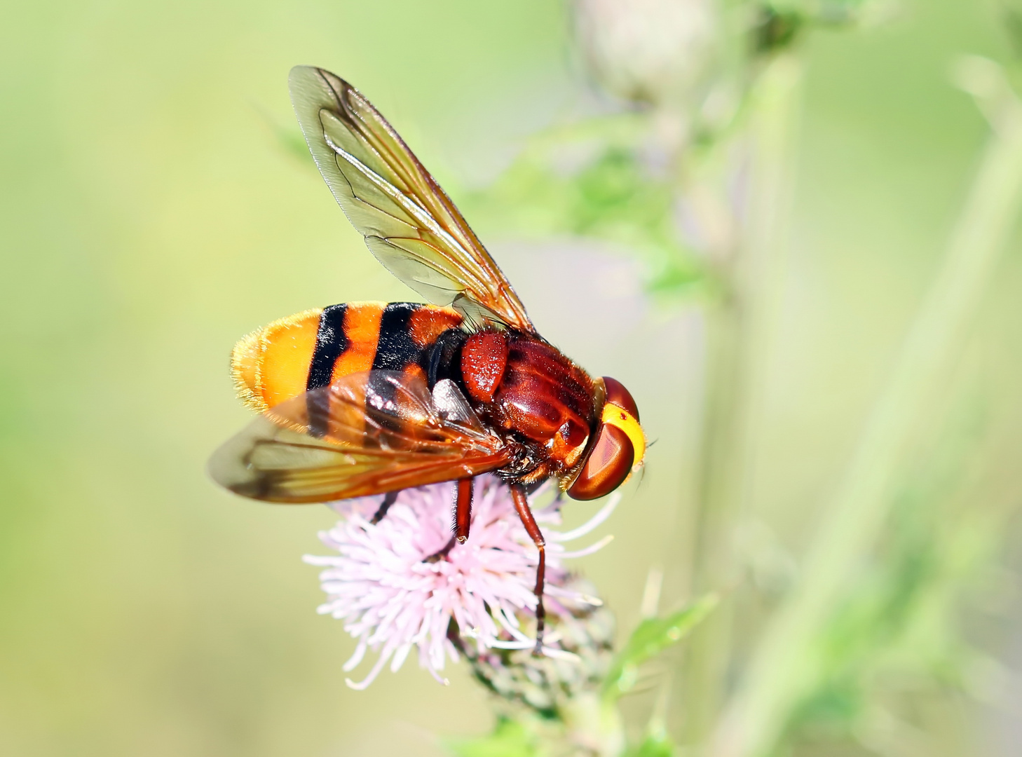 Hornissenschwebfliege