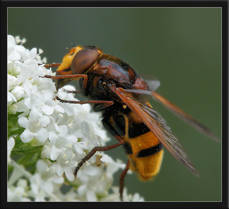 Hornissenschwebfliege