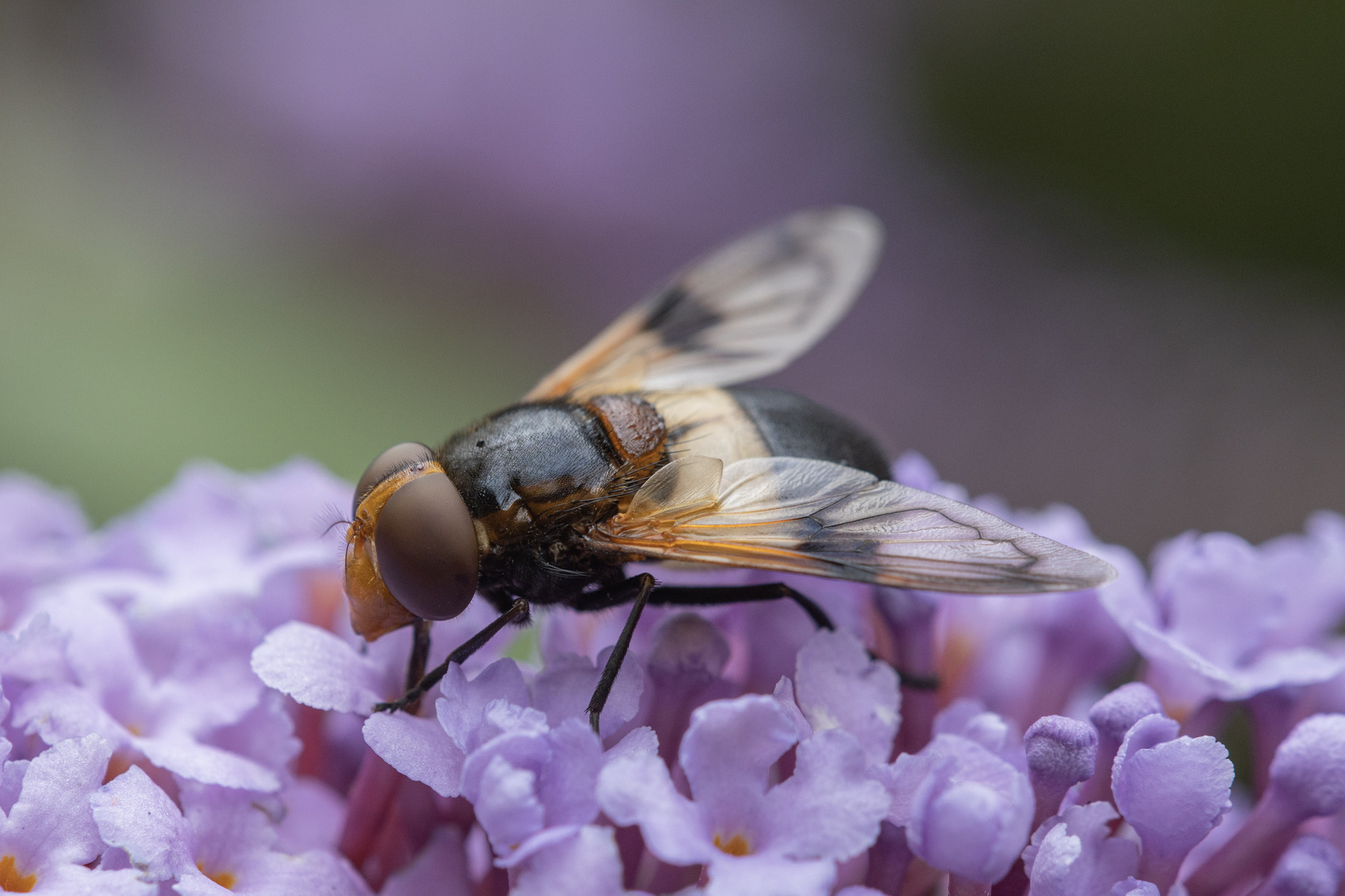 Hornissenschwebfliege auf Flieder 2