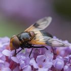 Hornissenschwebfliege auf Flieder 2