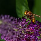 Hornissenschwebfliege auf Flieder