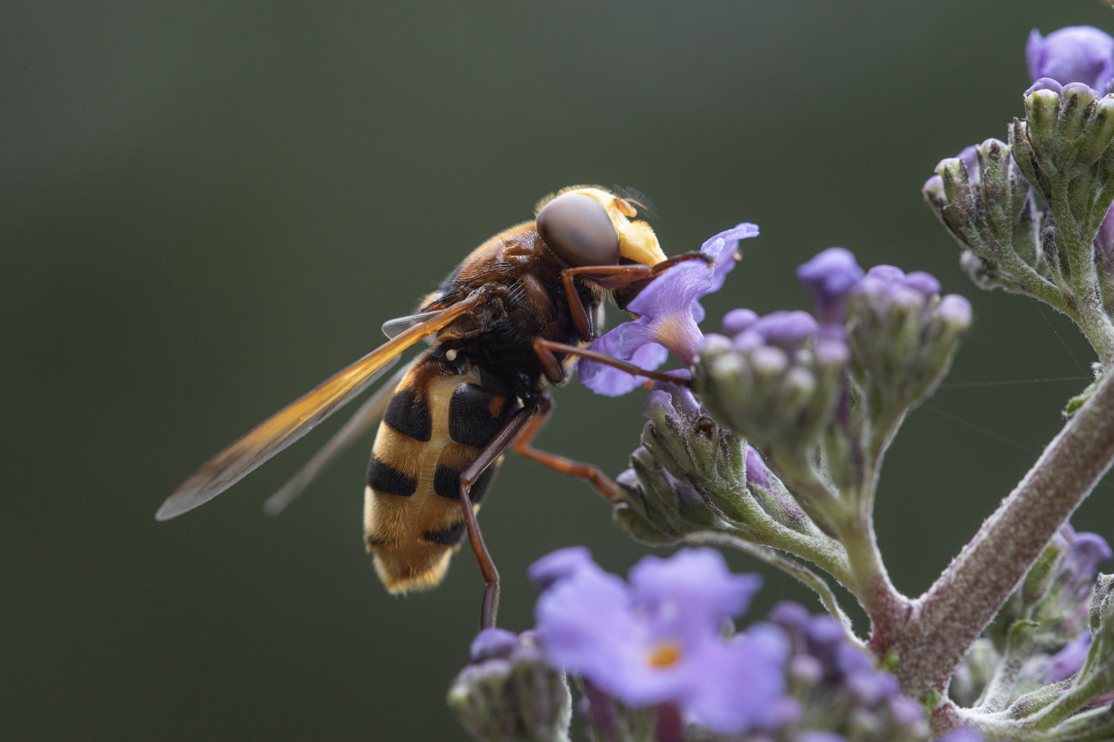 Hornissenschwebfliege auf Flieder