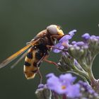 Hornissenschwebfliege auf Flieder