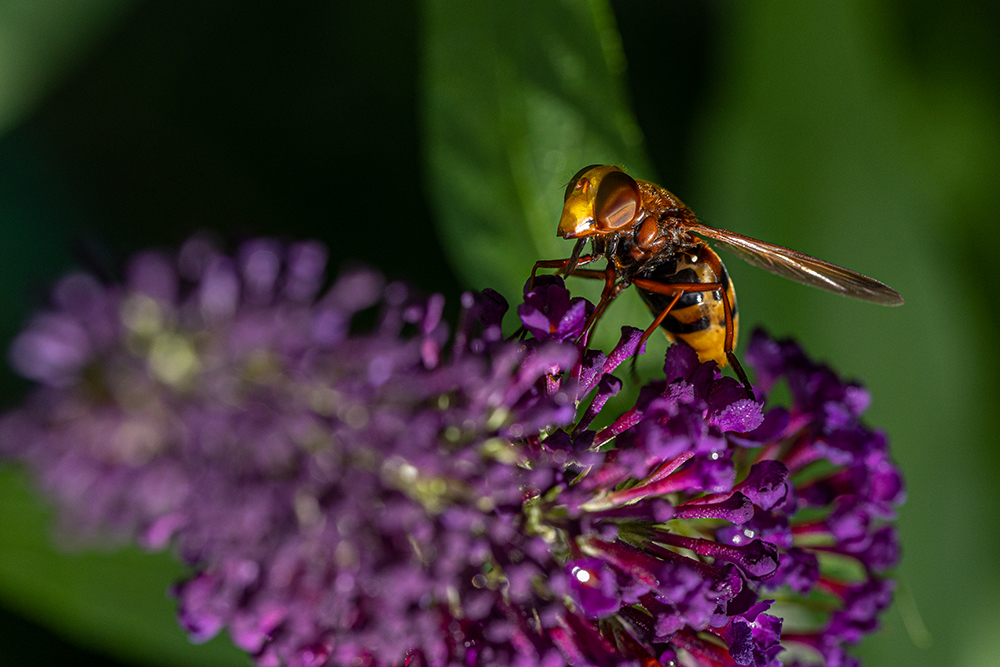 Hornissenschwebfliege auf Flieder