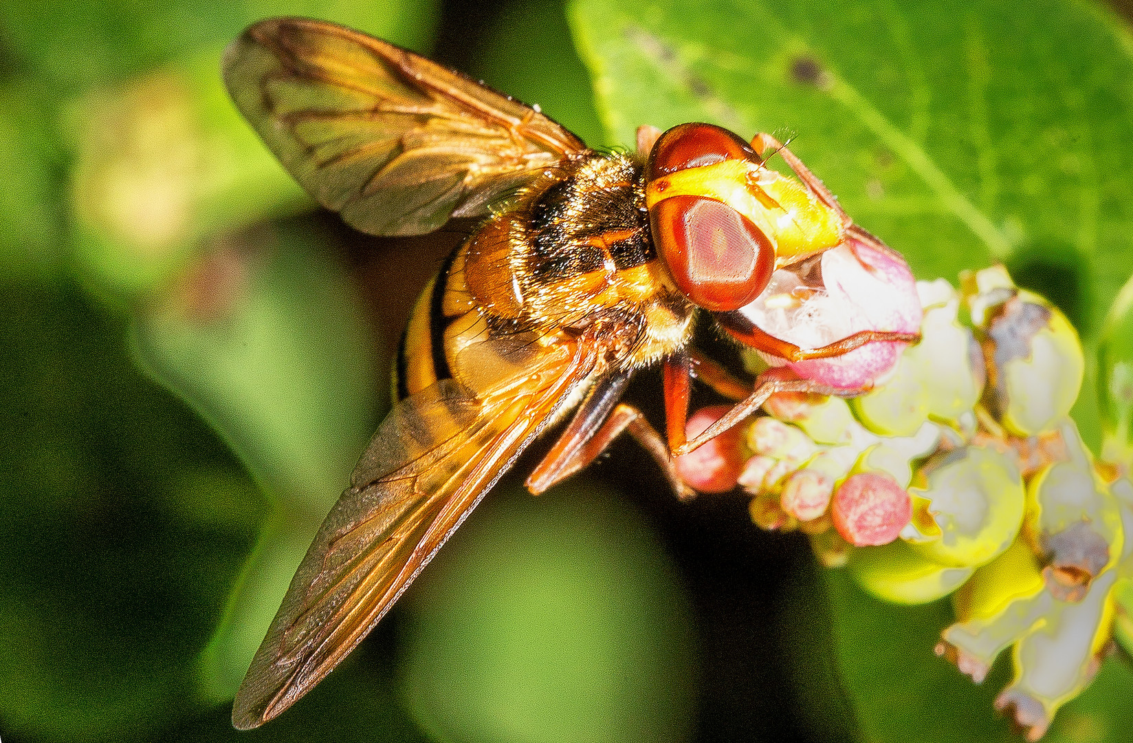 Hornissenschwebfliege auf Knallerbsenstrauch