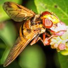 Hornissenschwebfliege auf Knallerbsenstrauch